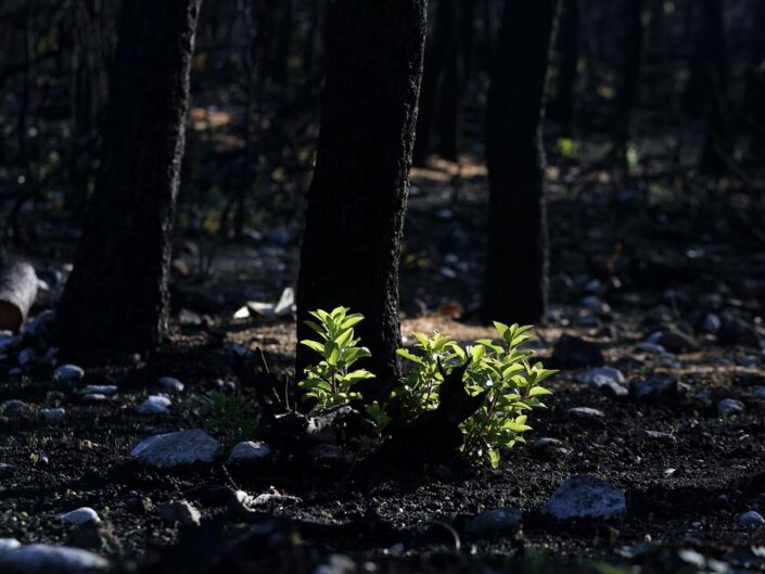 Burnt forest of Evia